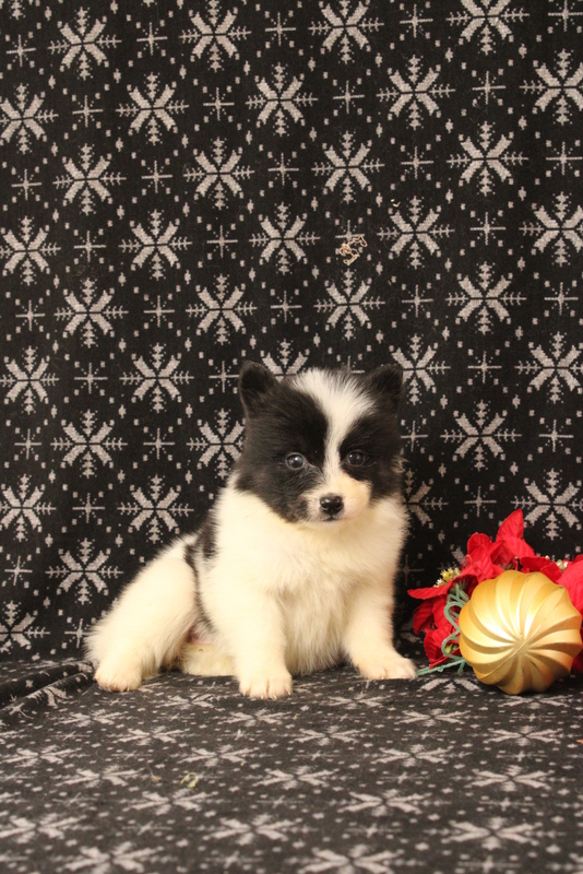 puppy, for, sale, Pomsky, Matthew B. Stoltzfus, dog, breeder, Gap, PA, dog-breeder, puppy-for-sale, forsale, nearby, find, puppyfind, locator, puppylocator, aca